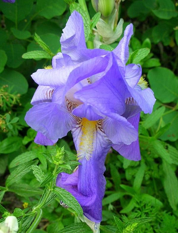 Iris germanica / Giaggiolo paonazzo
